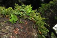Healthy ferns support other organisms on the branches of 1500 year old Angel Oak on Johns Island, South Carolina