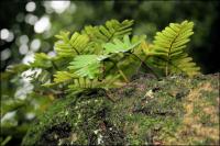 Healthy ferns support other organisms on the branches of 1500 year old Angel Oak on Johns Island, South Carolina