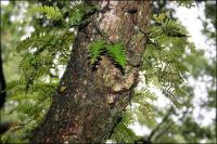 Healthy ferns support other organisms on the branches of 1500 year old Angel Oak on Johns Island, South Carolina