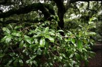 Healthy leaves continue to thrive on the 1500 year old Angel Oak on Johns Island, South Carolina