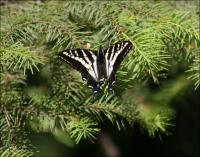 Fluted Swallowtail on Salt Spring Island, BC, Canada