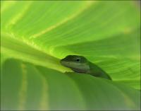 Green Anole in a Canna Lily leaf