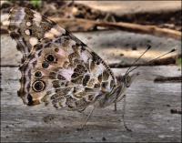 Camouflage - Moth as yet unidentified