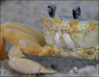 Crab with a transparent shell and two legs missing. Nag\'s Head beach, Outer Banks, NC