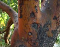 Arbutus trees only grow in the Pacific Northwest, particularly on Salt Spring Island and in parts of China, nowhere else in the world.