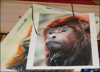 Drawing a male Howler monkey from my reference photos taken at Dallas World Aquarium. 