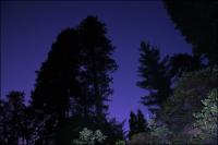 8:13 p.m. Ponderosa Pine, leaving Sequoia National Forest, CA