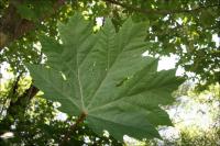 Large Leaf Maple, about 14 inches wide, Salt Spring Island, B.C.