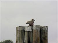 Seagull, Victoria Harbour, B.C.