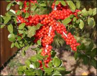 Cotoneaster "Cornubia" - most Cotoneaster are native to China and the Himalayas, this one to England