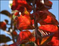 Crepe Myrtle leaves, seasonal change, Lewisville, TX
