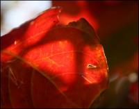 Crepe Myrtle leaves, seasonal change, Lewisville, TX