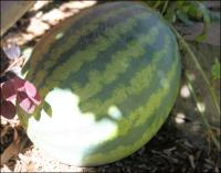 Seedless watermelon on November 16th, 2008