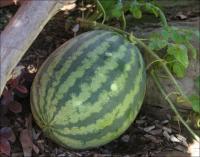 Seedless watermelon on October 21st, 2008