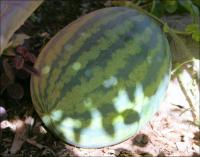 Seedless watermelon on October 27th, 2008