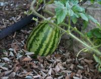 Seedless watermelon on September 19th, 2008