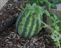 Seedless watermelon on September 25th, 2008