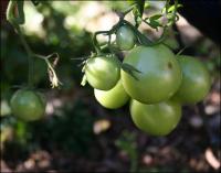 Healthy tomatoes in November - finally - do they have time to ripen before frost?