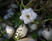 Late season White Portulaca flowering sporadically