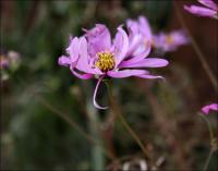 Cosmos in the wind