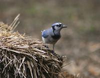 Blue Jay at the Dallas Arboritum