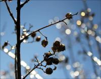 Myrtle branches and seed-pods covered with ice.