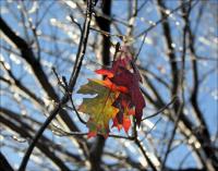 Red Oak branches covered with ice.