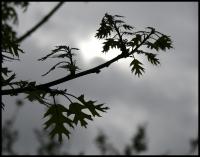 Spring Silhouettes, new Red Oak leaves on a grey, windy day