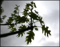 Spring Silhouettes, new Red Oak leaves on a grey, windy day