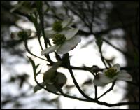 Spring Silhouettes, flowering Dogwood on a grey, windy day