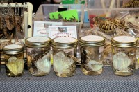 Fang-bearing snake heads in jars for $11 each