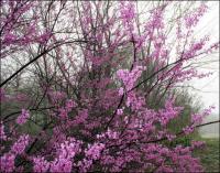 Redbuds, early March, Coppell Texas