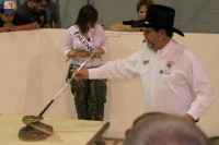 Rattlesnake wrangling