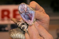 You can get your picture taken beside a live snake bearing fangs