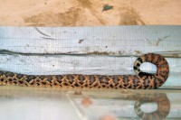 Individuality - each snake has its own unique skin color and pattern