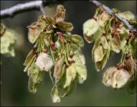 American Elm seeds, early March, Coppell Texas
