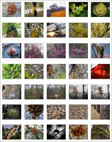 Photo compilation: Trees 2007 - 2009