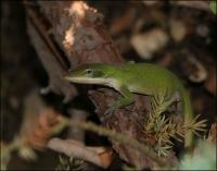 Green Anole in our back yard