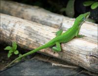 Green Anole in our back yard