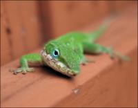Green Anole in our back yard