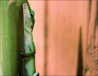 Green Anole in our back yard