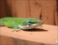 Green Anole in our back yard