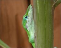 Green Anole in our back yard