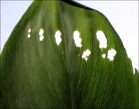 Canna lily leaf munched by a caterpillar while still unfurled