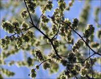 American Elm keys