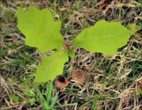 I mowed around this Oak Seedling on our front lawn