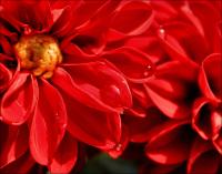 Red Dahlia