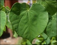 Redbud leaf, newest addition to the Heart Shapes In Nature series