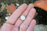 Salamander Egg, Lewisville, Texas