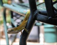 Green Anole